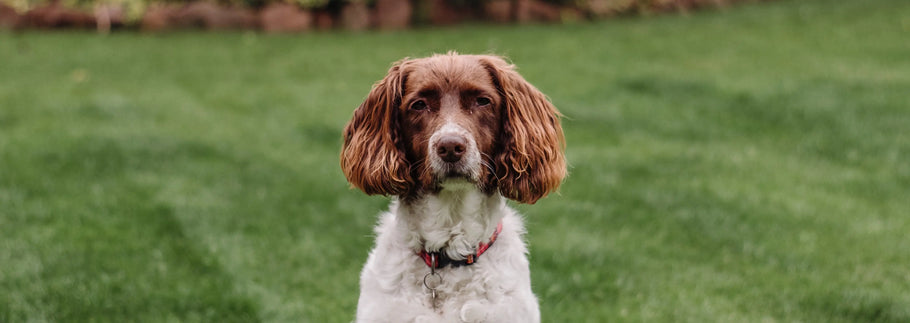 How to Take the Perfect Photo of Your Pet for a Custom Portrait
