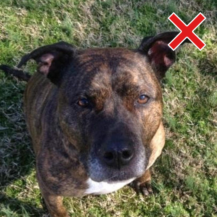 Pet Photo - Bad Example