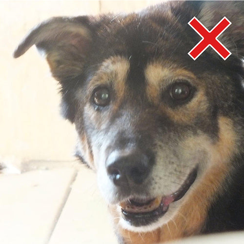 Pet Photo - Bad Example