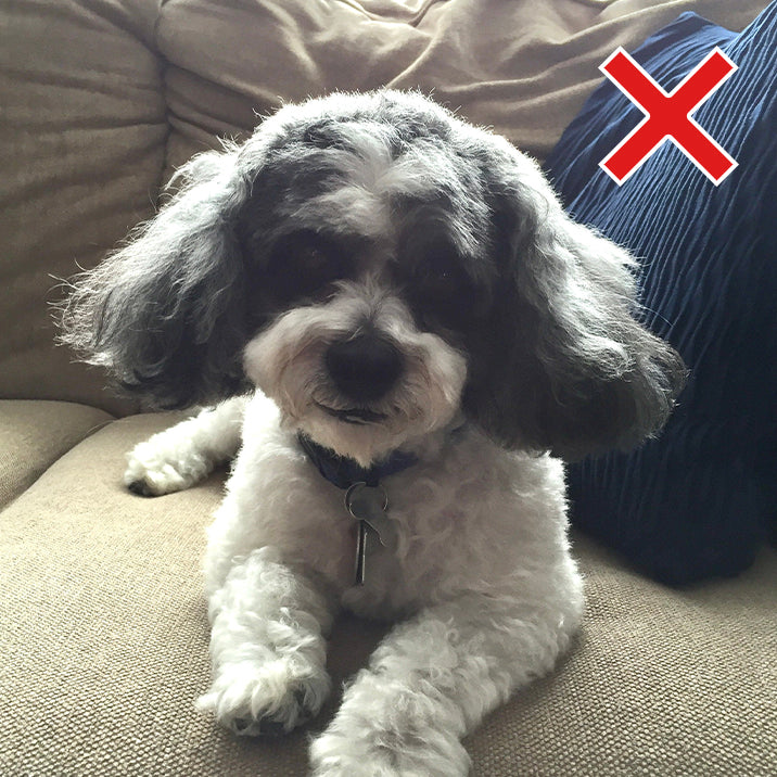 Pet Photo - Bad Example