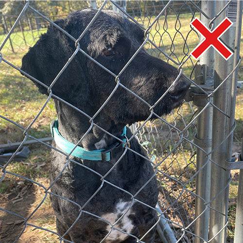Pet Photo - Bad Example