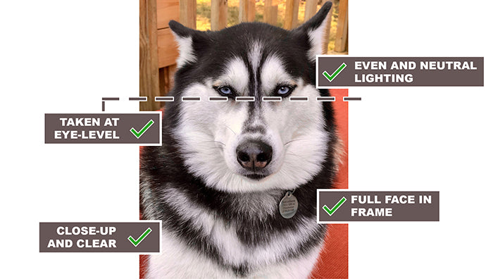 Pet Photo Example