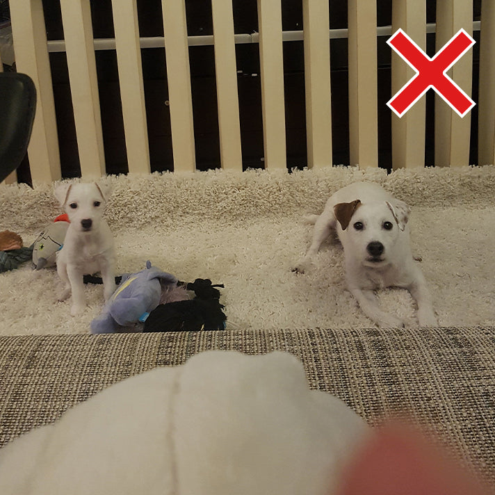 Pet Photo - Bad Example